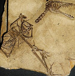 Sordes, small pterosaur with visible soft-tissues preserved
