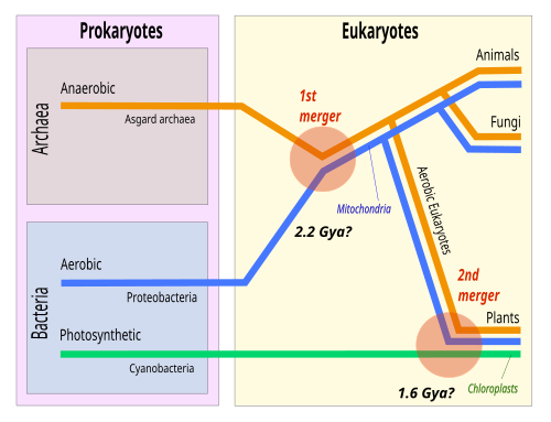 In the theory of symbiogenesis, a merger of two prokaryotes, an archaean and an aerobic bacterium, created the eukaryotes, with aerobic mitochondria; a second merger added chloroplasts from a third prokaryote, a photosynthetic cyanobacterium, creating the green plants.[43]