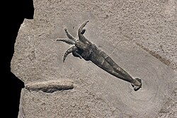 A rare well-preserved cephalopod, Rhomboteuthis