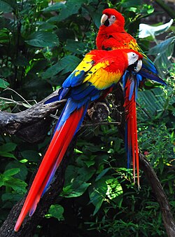 The national bird, Ara macao