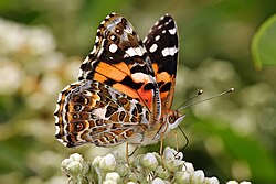 An Australian painted lady feeding on a flowering shrub
