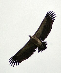 Indian vulture, a vulnerable species newly split as a result of Rasmussen's research into the genus Gyps