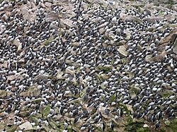 Common murres breed on densely packed colonies on offshore rocks, islands and cliffs.