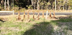 Dead foxes in Carbunup