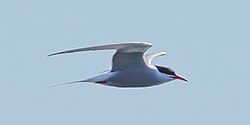 Common tern in flight