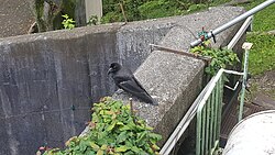 A large-billed crow at Hokkaido, Japan