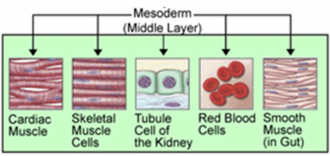 The mesoderm aids in the production of cardiac muscle, skeletal muscle, smooth muscle, tissues within the kidneys, and red blood cells.