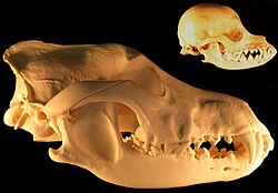 Domesticated animals tend to be smaller and less aggressive than their wild counterparts; many have other domestication syndrome traits like shorter muzzles.[37] Skulls of grey wolf (left), chihuahua dog (right)