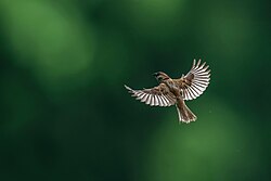 In flight
