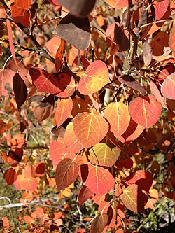 Atypical orange and red autumn foliage