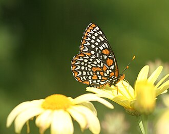 Baltimore Checkerspot (Euphydryas phaeton) nectaring at daisy (Argyranthemum)