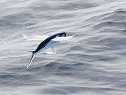 Flying fish, such as the Atlantic flyingfish, are a common prey item.