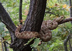 Vipera ammodytes was named Coluber ammodytes in 1758.