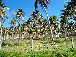 A coconut plantation in Efate, Vanuatu