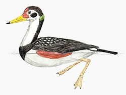 Speculative life restoration based on Agnolín et al. (2017)[17]