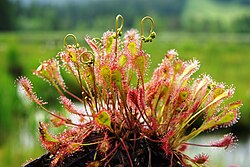 Drosera species