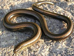 The slowworms, Anguis, are among over twenty groups of lizards that have convergently evolved a legless body plan.[70]