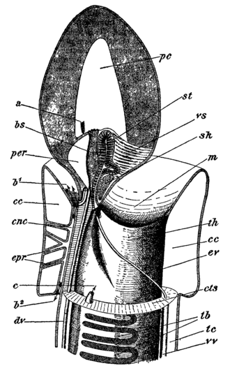 Structure of anterior end – a, Arrow from proboscis-cavity (pc) passing to left of pericardium (per) and out through proboscis pore-canal. b1, arrow from central canal of neurochord (cnc) passed out through anterior neuropore. b2, ditto; through posterior neuropore. c, arrow intended to pass from 1st gill-pouch through collar pore-canal into collar-coelom (cc). cts, posterior limit of collar. dv, dorsal vessel passing into central sinus (bs). ev, efferent vessel passing into ventral vessel (vv). epr, epiphysial tubes. st, stomochord. vs, ventral septum of proboscis. sk, body of nuchal skeleton. m, mouth. th, throat. tb, tongue-bars. tc, trunk coelom.[15]