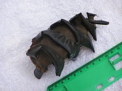 Photo of 12 centimetres (4.7 in) egg case adjacent to ruler, the egg case is a brown ovalish shape, with a spiral band running around it from top to bottom.