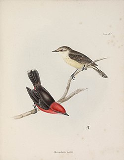 The Zoology of the voyage of H.M.S. Beagle : under the command of Captain Fitzroy, R.N., during the years 1832 to 1836, edited and superintended by Charles Darwin. [Album view] Pl. no. 7, Pyrocephalus nanus held by the State Library of New South Wales digital reference number a1417005h