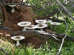 Termitomyces mushrooms growing out of a termite nest