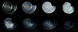 Pterapod shell dissolved in seawater adjusted to an ocean chemistry projected for the year 2100
