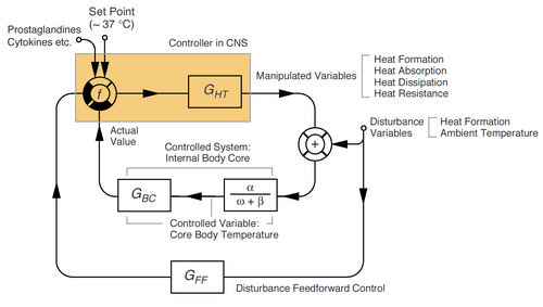 Simplified control circuit of human thermoregulation.[22]