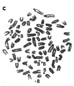 Siberian roe deer metaphase spread with B chromosomes
