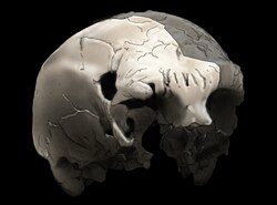 Aroeira 3 skull of 400,000-year-old Homo heidelbergensis found in 2014. The oldest trace of human history in Portugal