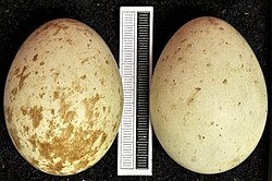 Eggs in the natural history collection of the Museum Wiesbaden, Germany