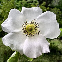 Rosa laevigata (Cherokee rose), the state flower
