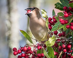 The frugivore, cedar waxwing (Bombycilla cedrorum)