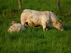 A Charolais bull grazing