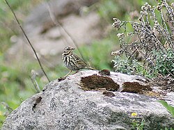 Breeding at Mailee Thaatch (10000 ft) in Kullu - Manali District of Himachal Pradesh, India