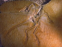 Eichstätt Specimen, once considered a distinct genus, Jurapteryx