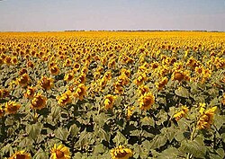 Sunflowers in Traill County, North Dakota