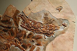 Fossil of Sinornithosaurus millenii, the first evidence of feathers in dromaeosaurids