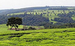 Tea farm near Kericho, Kericho County