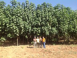 Fourth year of a genetically modified forest in Iran, planted by Aras GED through commercial afforestation