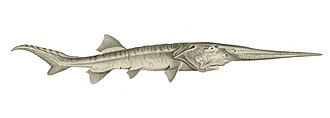 The Chinese paddlefish, once common to the Yangtze River, has gone extinct due to overfishing and dam construction.