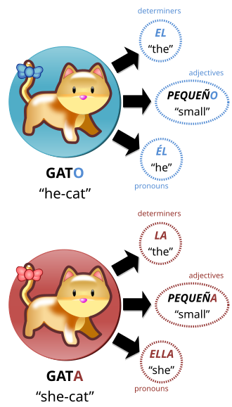 Spanish nouns, pronouns, adjectives, and determiners have two genders: masculine and feminine, represented here by the nouns gato and gata.