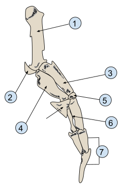 Penguin wings have the same general bone structure as flighted birds, but the bones are shorter and stouter to allow them to serve as fins. 1). Humerus 2). Sesamoid Bone 3). Radius 4). Ulna 5). Radial Carpal bone 6). Carpometacarpus 7). Phalanges