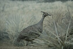 Elegant crested tinamou – one of the crested species