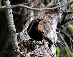 North Island saddleback with neck arched, showing wattles