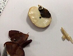 Testing a seed for starch with a solution of iodine