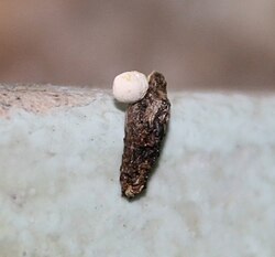 White cast of uric acid defecated along with the dark feces by a lizard. Insects, birds and some other reptiles also use a similar mechanism.