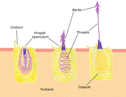 Discharge mechanism of a stinging cell (nematocyst)