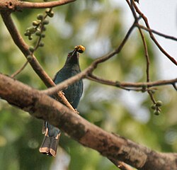 Female feeding on Ficus figs