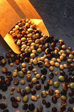 Bean varieties