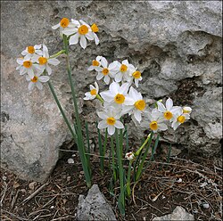 Narcissus tazetta in Israel